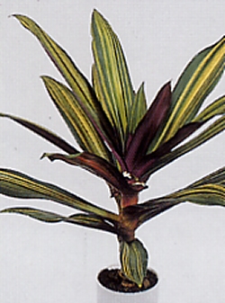 trandescantia_spathacea.jpg