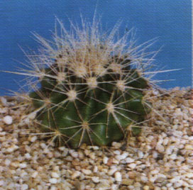 echinocactus_grusoni.JPG