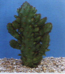 opuntia_monacantha.JPG