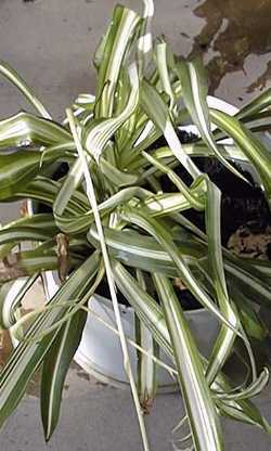 Chlorophytum_comosum.jpg