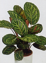 calathea_roseoptica.jpg