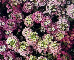 ALYSSUM_20PASTEL_20CARPET.jpg