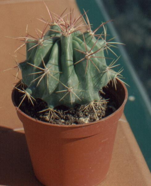 111Ferocactus.jpg