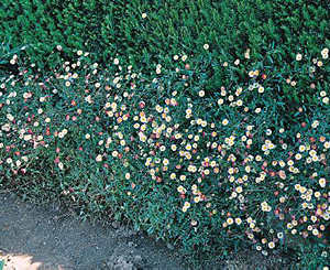 Connie_erigeron1.jpg