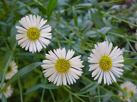 Connie_erigeron2.jpg