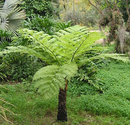 Cyathea%20cooperipuccio01.jpg