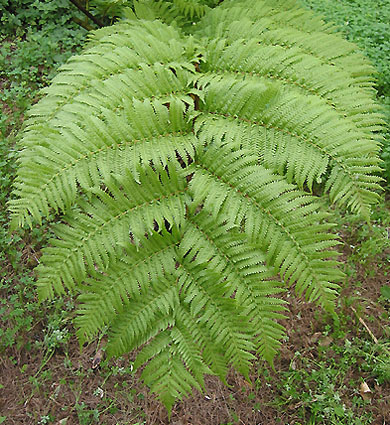 Cyathea%20cooperipuccio02.jpg