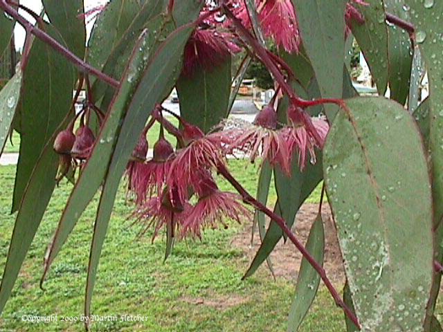 Eucalyptus_Sideroxalon_pink_flowers_c.jpg