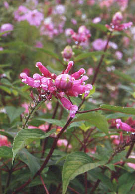 Involucrata.jpg