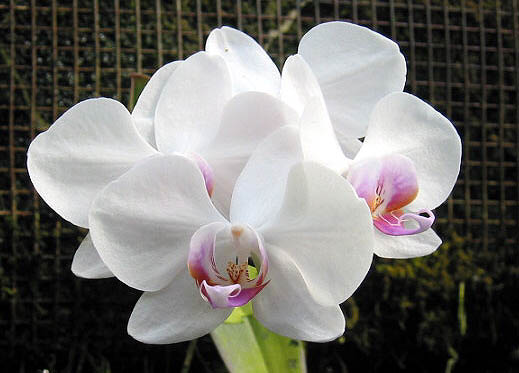 Phal08.jpg