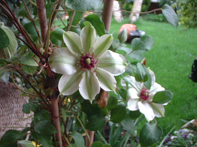 abclematis.jpg