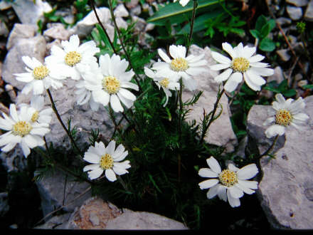 achillea.jpg