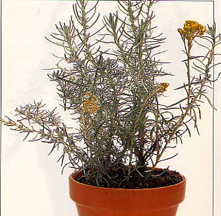 angustifolium.jpg