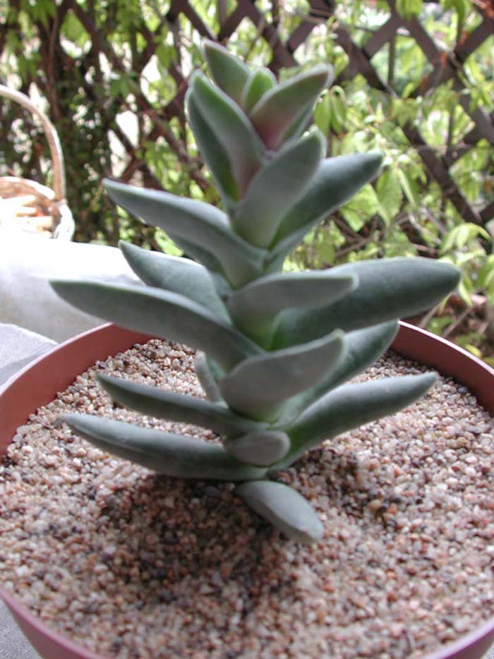 crassula1.JPG