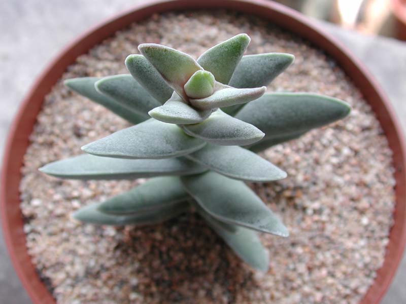 crassula2.JPG