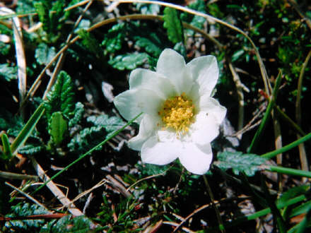 dryas.jpg