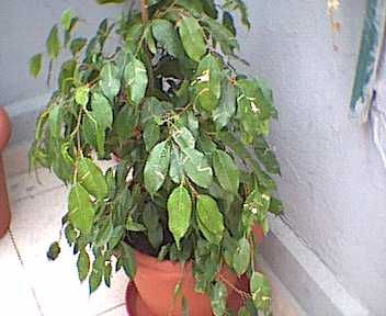 ficus.jpg