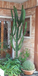 finestracactus.jpg