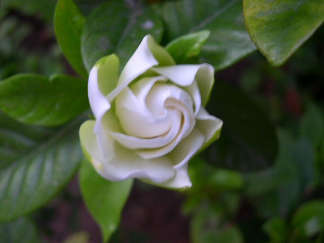 gardenia2.jpg