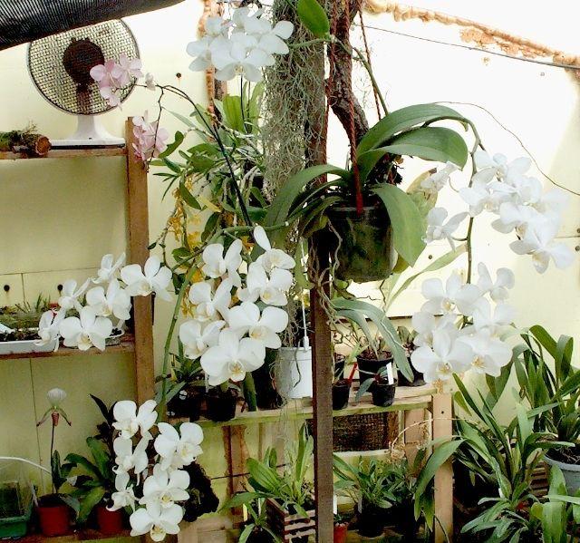 giulio_phalaenopsis_bianca.jpg