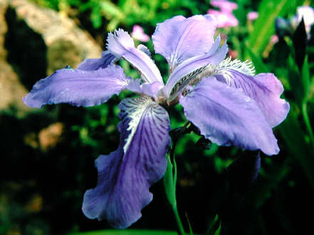 iris2.jpg