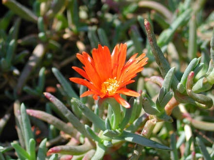 lampranthus.jpg