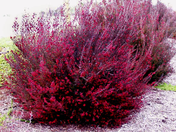 leptospermum_scoparium.jpg