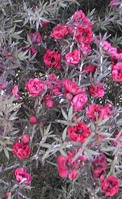 leptospermum_scoparium2.jpg