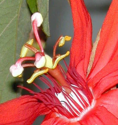 passiflora-web.jpg