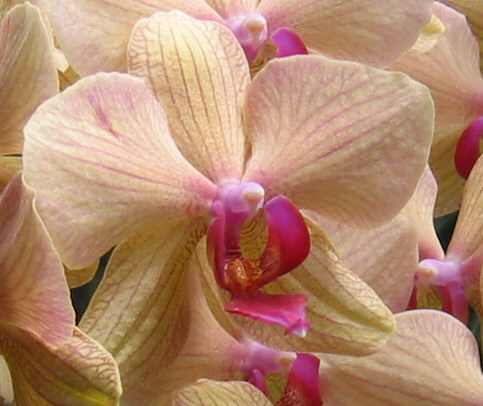 puccio2phal.jpg