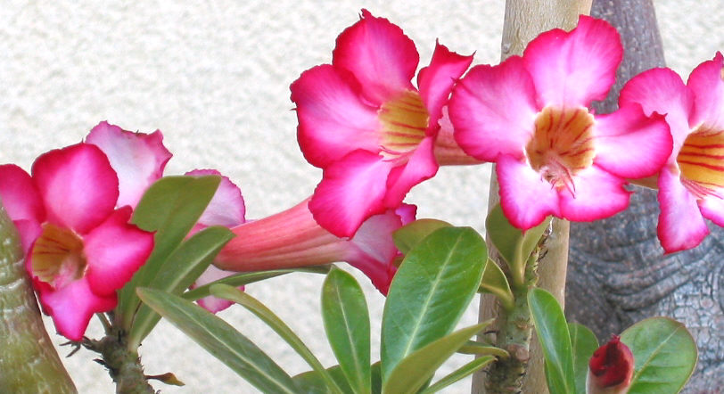 puccioadenium1.jpg