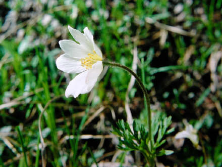 pulsatilla.jpg