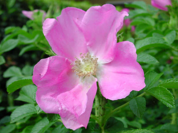 rrugosa.jpg