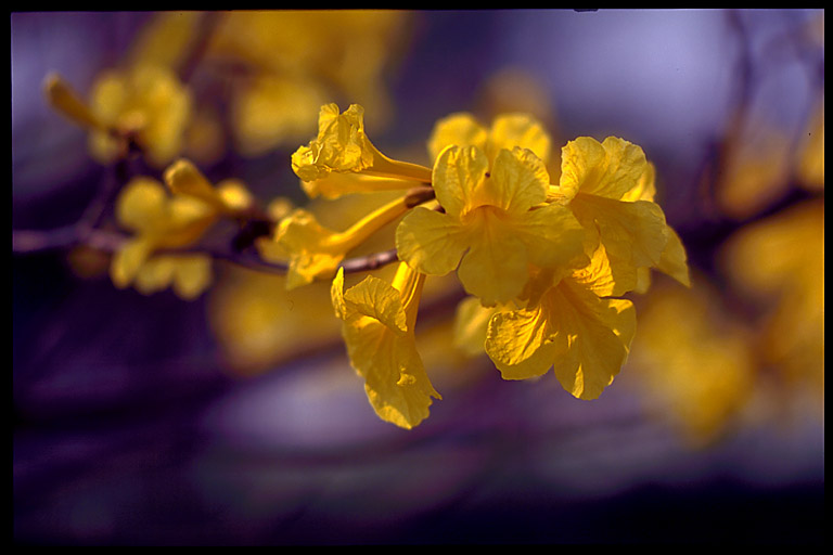 tabebuia.jpg