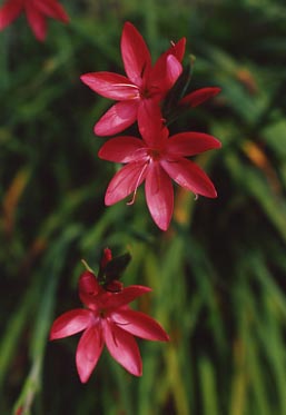 tremschizostylis.JPG