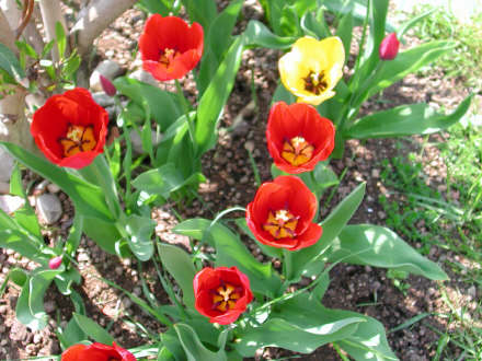 tulip03.jpg