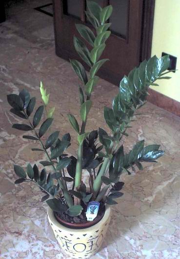 zamioculcas3.jpg