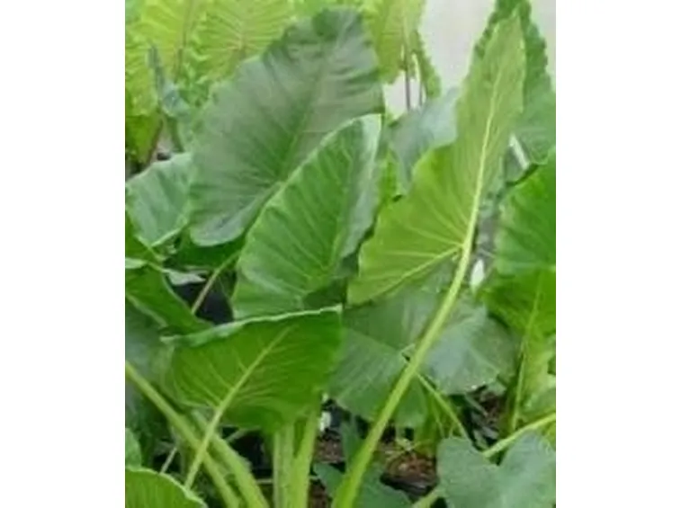 alocasia