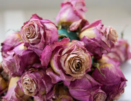 rose secche