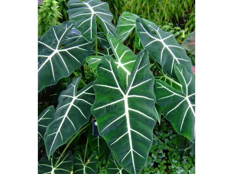 Alocasia