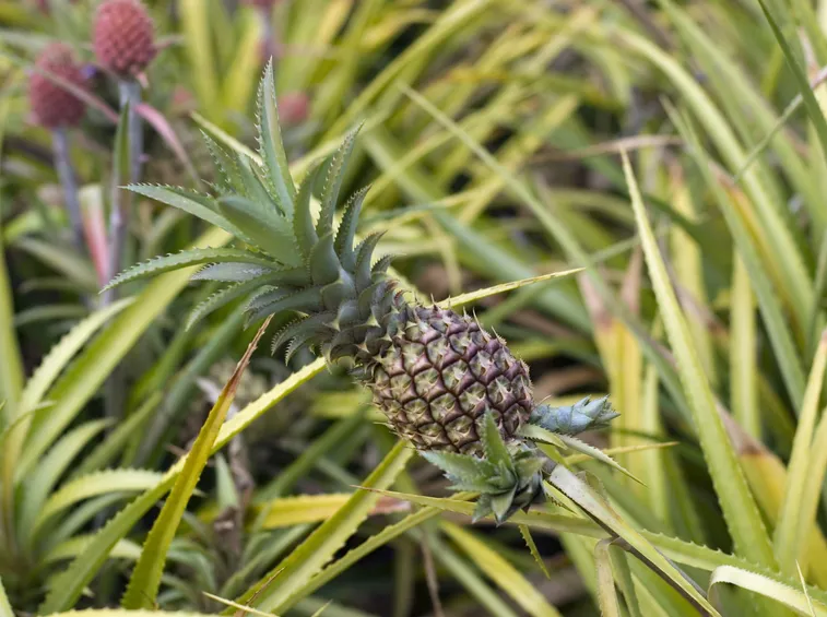 pianta di ananas