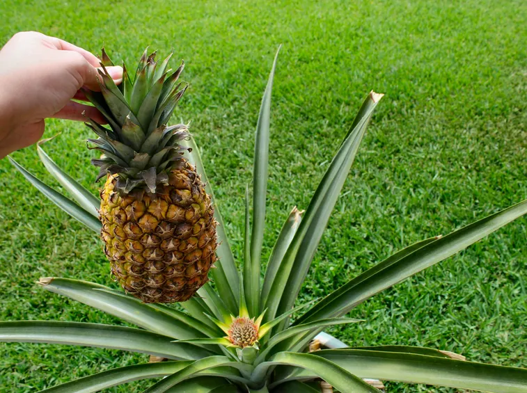 L' ananas