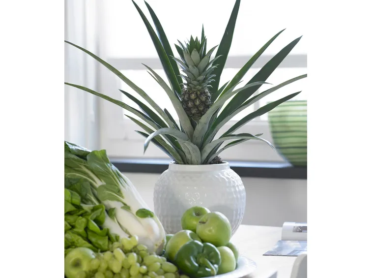 piante di Ananas