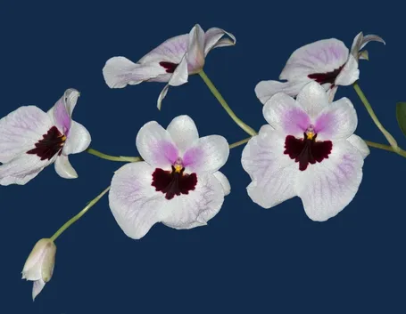 Miltoniopsis