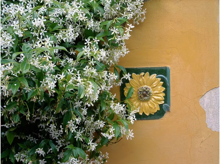 rampicanti da interno