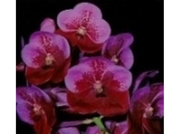 orchidea