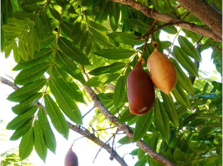 Castano