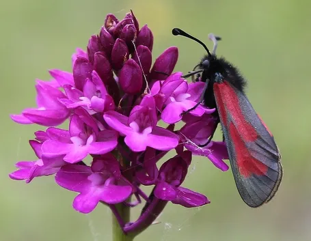 Foto anacamptis