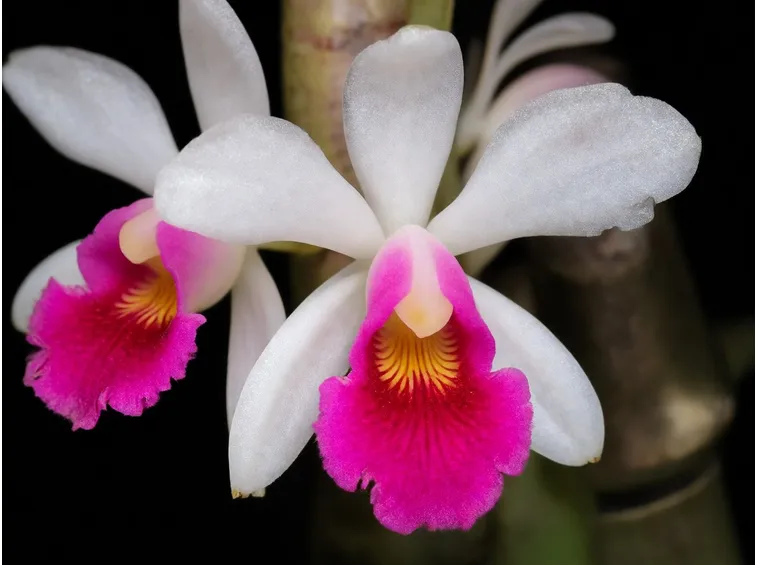 pianta Broughtonia
