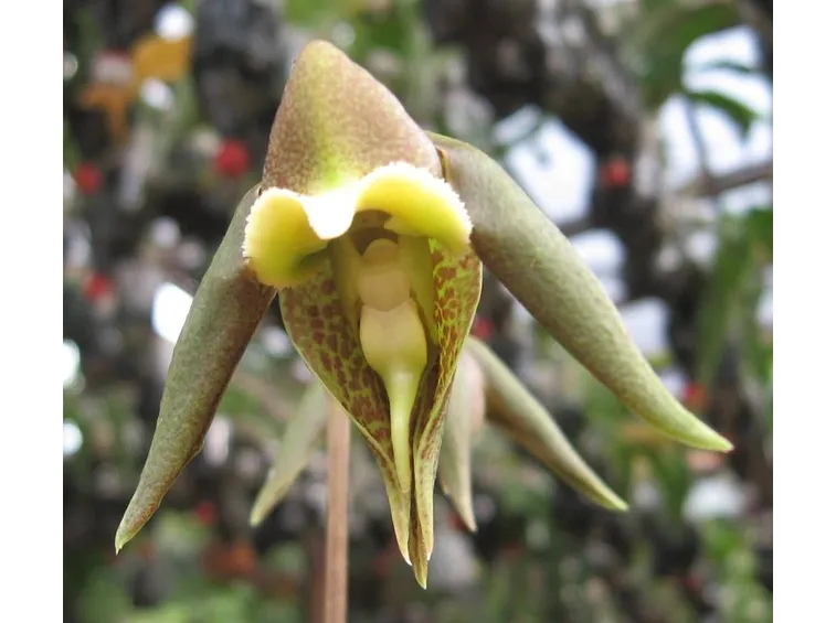 Catasetum gnomus